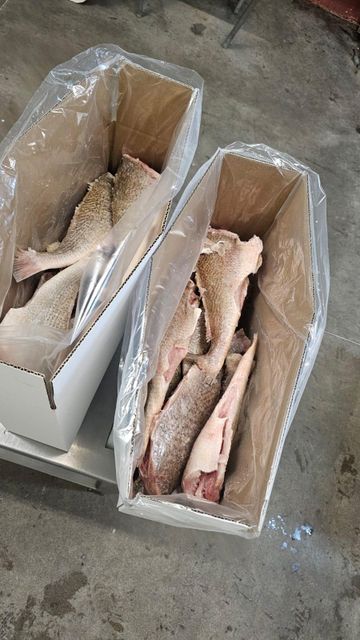 Pan Ready - Yellow Croaker - Image 5
