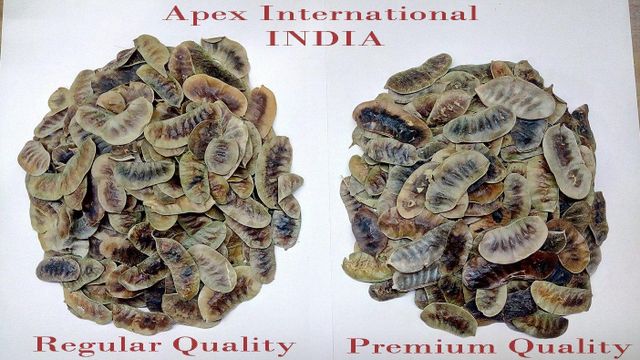 Senna Pod, Senna Pod Bulk Supplier From India Form Pods Shelf Life 2 Years Max. Moisture (%) 10% Place of Origin India Model Number APEX SENNA PODS - Image 3