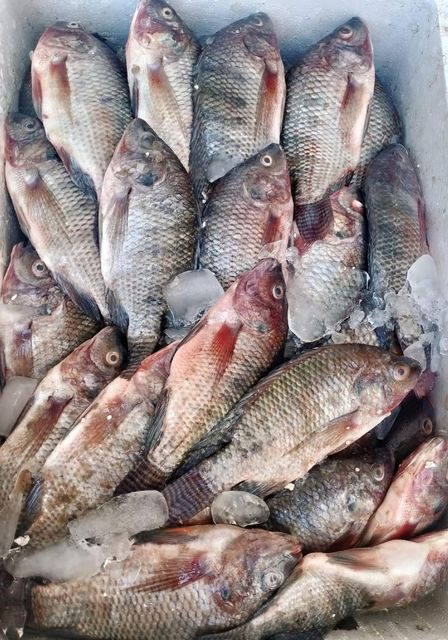 Frozen Seafood Tilapia for sale/ Wholesale frozen tilapia fillet fish /buy bulk tilapia fish - Image 1