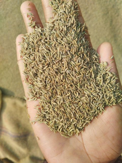 Cumin seeds (Jeera) Grade Superior Quality Premium Form Other, Uncut Drying Process Natural Delivery Form Bag, Sacks Packaging 25 - 50kg bags - Image 3