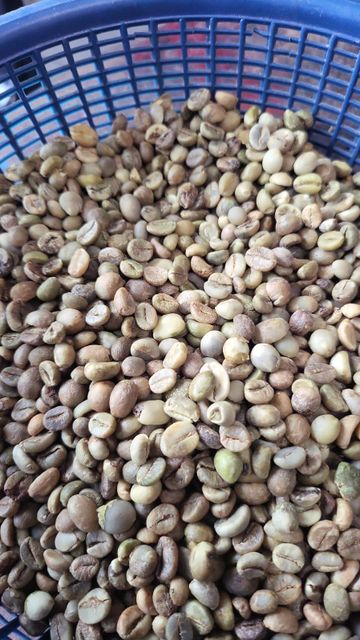 Indian coffee beans robesta  Packaging Details 60 KG in Jute - Image 1