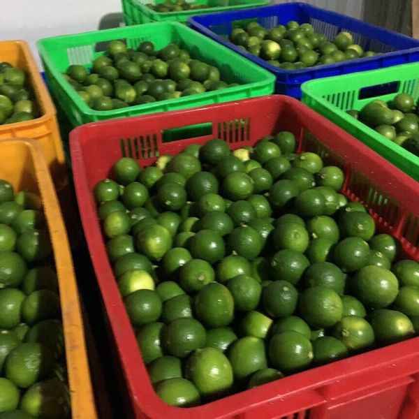 Vietnamese Fresh Lime Seedless Vitamin-Rich Drinks, Food Processing, and Exported to the EU and other markets - Image 3