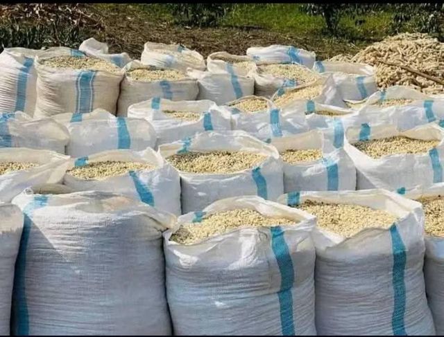 non gmo White corn, White Corn/Maize For Sale,Yellow Corn / Maize, current crop - Image 2