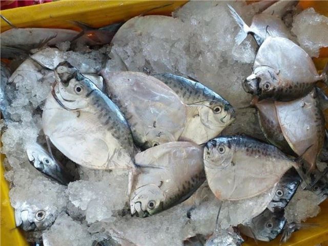 Frozen Moonfish Frozen Seafood Sea Frozen Fish - Image 1
