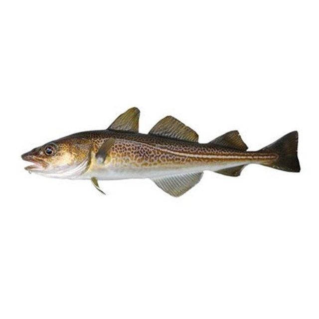 Fresh Whole Fresh Cod Skrei Fish Fish Ready For Export. - Image 3