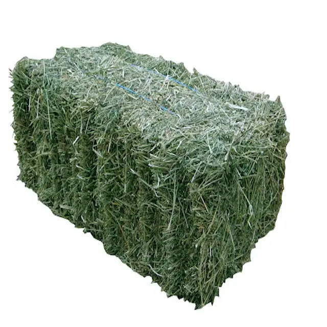 High Protein Forage Feed – Alfalfa Hay for Livestock Use Natural Green Fodder Hay – Consistent Supply for Farms - Image 3