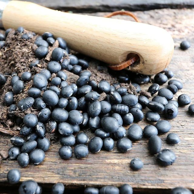 Organic Style Black Bean Bulk Distribution For Food Processing Sector Natural Black Bean Supply For Global Wholesale Buyers - Image 2