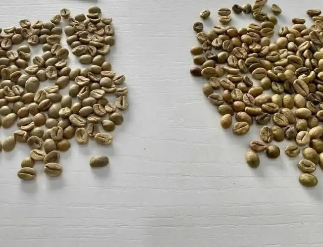 SC 18 Premium Green Robusta Coffee Beans Washed Bold Taste 60kg Jute Bags Columbian Coffee - Image 3