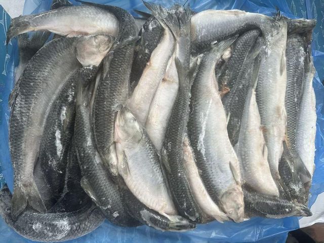 Frozen Herring Fish 100% Natural Seafood Product With Controlled Freezing Process For Reliable Buyer Confidence - Image 4