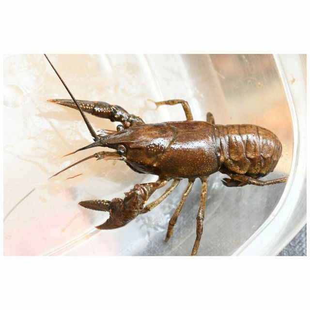 Crayfish/Crawfish / Lobster Crawfish Style Fresh Type Lobster Weight (kg) 5 Packaging Bulk Content LOBSTERS Variety - Image 5