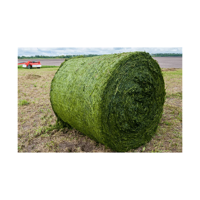 High Quality Rhodes Grass Hay Wholesale Export Grade Livestock Feed Supply - Image 3