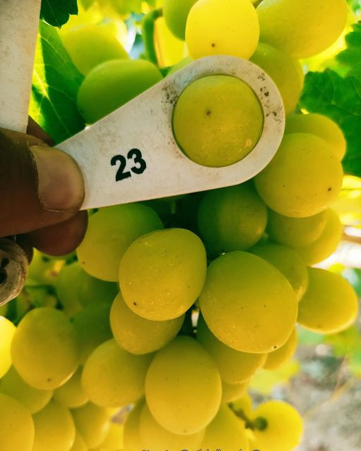 Fresh Quality Table Grapes Available Now Organic Yes Origin South Africa Color Black, Green, Red Degree of Processing Fresh - Image 3