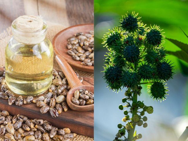 Castor Oil Supplier Form SEEDS Plant CASTOR Color YELLOW Brand Name APEX Clarity Superior Port MUNDRA PORT Viscosity Excellent - Image 4