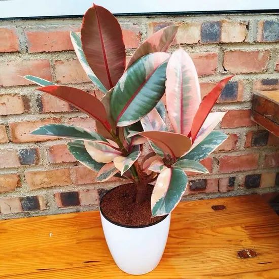 Hot Sale Black Indoor Plants Ruby Ficus MOQ 100 Origin China Scent Odorless Model NO. ficus Type Potted Flowers Deliver Time 15days - Image 1