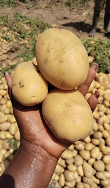 Farm fresh Potato, Okra, onion, Garlic, Moringa, all healthy reliable airfreight supply - Image 4