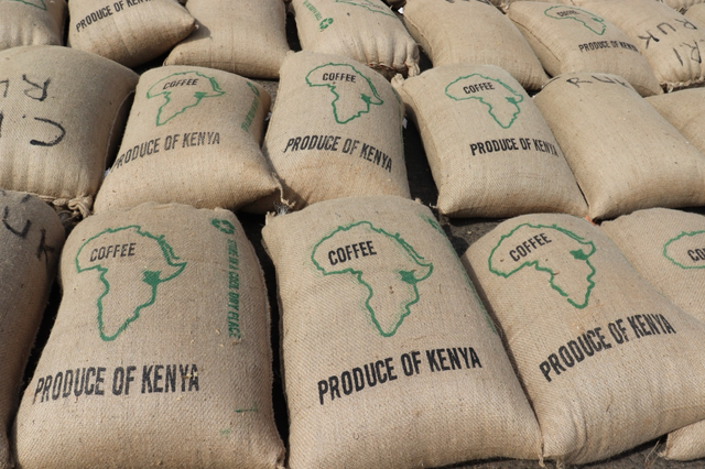 Premium Kenya Arabica Green Coffee Beans - AA, AB, PB, C, TT, C, T - Bulk Supply - FOB, CIF - Image 3