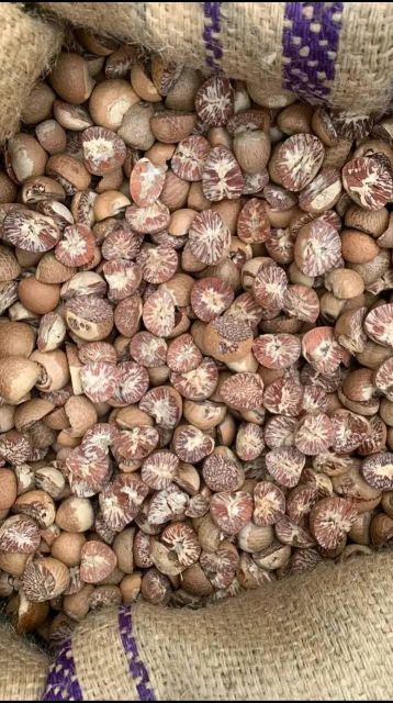 “Premium Betel Nuts (Areca Nuts) – High-Quality Whole & Split Nuts for Chewing & Traditional Use” - Image 4
