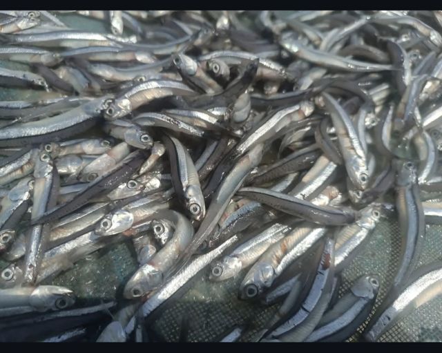Dried Anchovy qeshm Intended Use Wholesale And Export Sourcing Location Qeshm Island, Iran Packaging Flexibility Flexible Packaging - Image 1