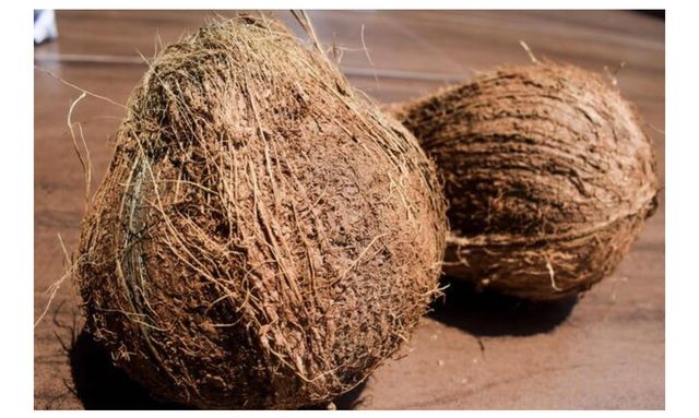 COCONUTS Origin Sri Lanka Maturity Well Matured Size Range 6" To 12" Girth Color Golden Brown And Light Brown Packaging Pp Bag, Net Bag Or Corrugated - Image 4