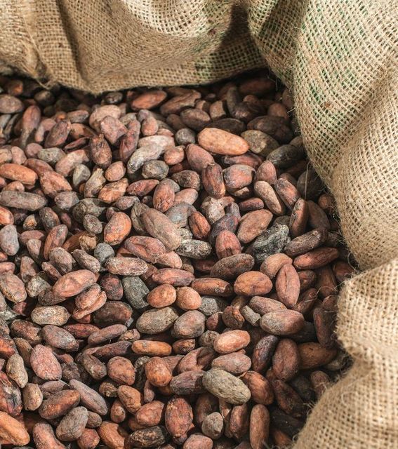 Dried Cocoa Beans For Chocolate Processing And Confectionery Manufacturing With Full Cocoa Flavor Natural Aroma - Image 5