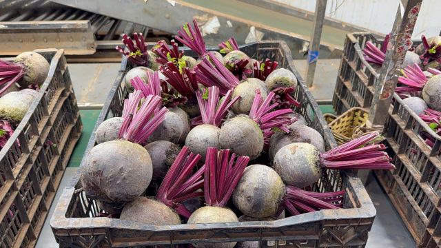 VIETNAM FRESH BEETROOT - Image 4