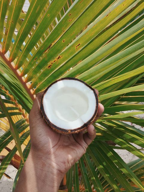 Semi Husk Coconuts Purity High Size 500G To 800G Packaging PP Bags Taste Natural Taste Appearance Semi Husked Shelf Life Long Shelf Life - Image 2