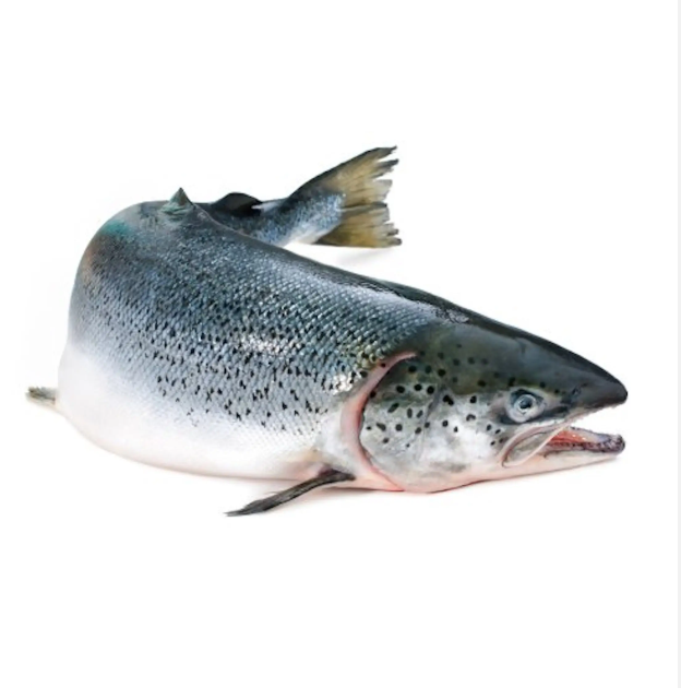 IQF Atlantic Salmon Fillet Frozen Pink Skinless Boneless Water Preserved Top Grade 10kg Packaged in Bag Box - Image 3