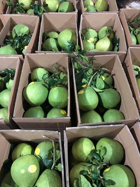 SEIZE THE MARKET: HIGH-QUALITY 5 ROI GRAPEFRUIT FOR EXPORT Grade A Size 13 Cm Style Fresh Weight 1 Kg Maturity 100% Origin - Image 5