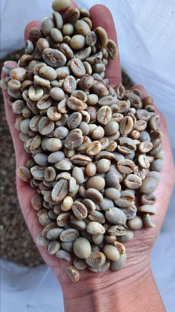 Robusta Green Bean Coffee - Indonesia (Grade 1/2/3) - Image 4