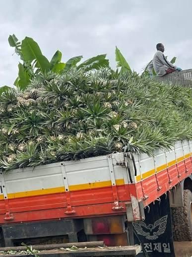 Fresh Pineapple - Image 1