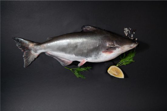 Pangasius Whole Fish - Image 1
