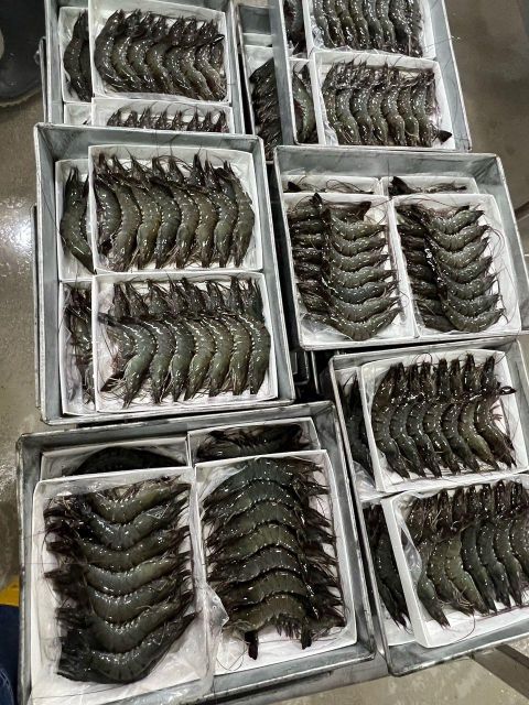 Black Tiger Shrimp / Black Tiger Prawn (HOSO) Shelf Life 24 months Place Of Origin Malaysia Place of Origin Malaysia Packaging Type Ivp Or Iwp - Image 4