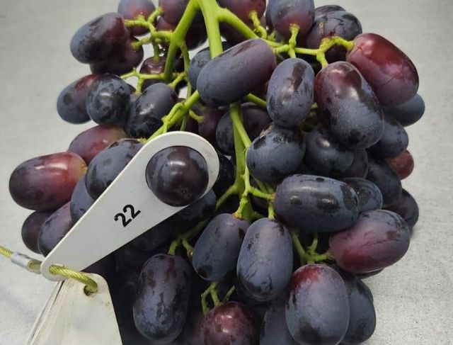 Fresh Red, Black, and White Grapes for sale - Image 4