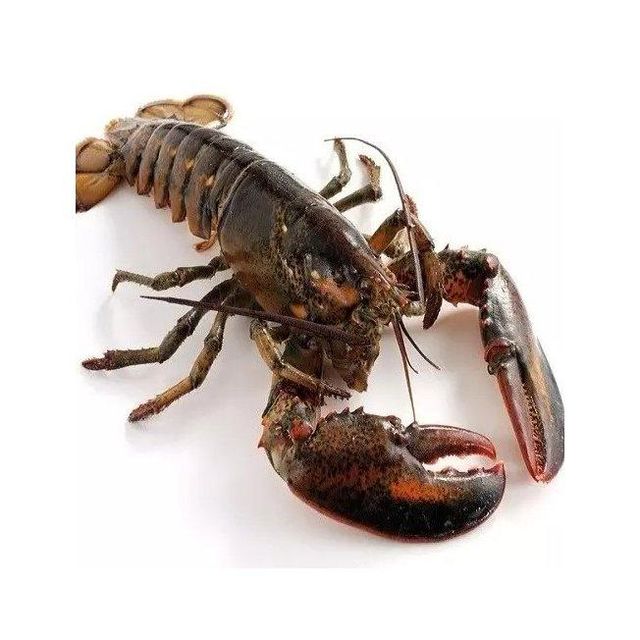 Soft Bait Bass Fishing Lure, Life-like Crawfish Design, Artificial Soft Plastic Lure Creature Bait Soft Bait Bass Fishing Lure, Life-like Crawfish Design, Artificial Soft Plastic Lure Creature Bait Soft Bait Bass Fishing Lure, Life-like Crawfish Design, Artificial Soft Plastic Lure Creature Bait - Image 4