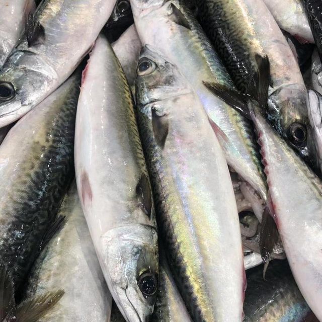 Frozen Mackerel Fish Premium Ocean Harvest With Rich Natural Taste And Carefully Processed Export Ready Selection - Image 4