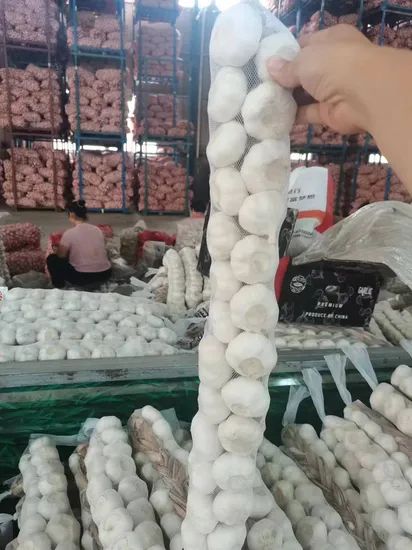 China New Big Size Braid Fresh Pure White Garlic Style Whole Origin China HS Code 070320 Type Pure White Trademark Green - Image 1