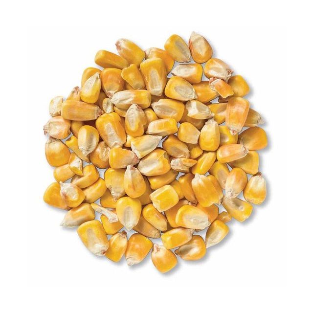 Bulk supply white corn premium quality maize export ready packaging - Image 3