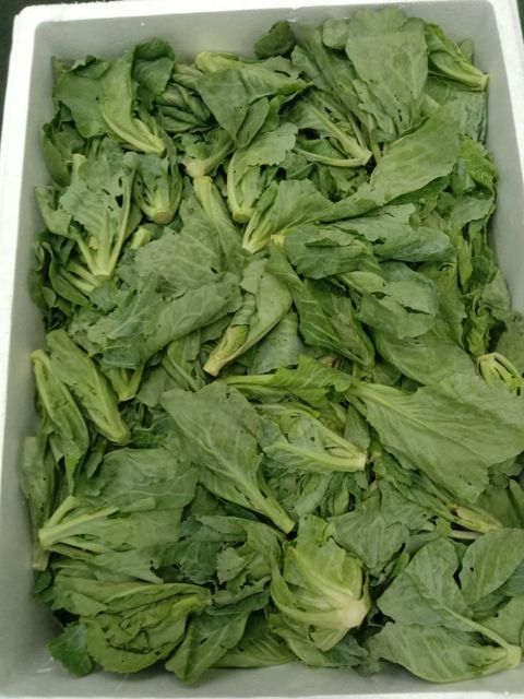 Baby Cabbage Fresh Vegetable - Image 3
