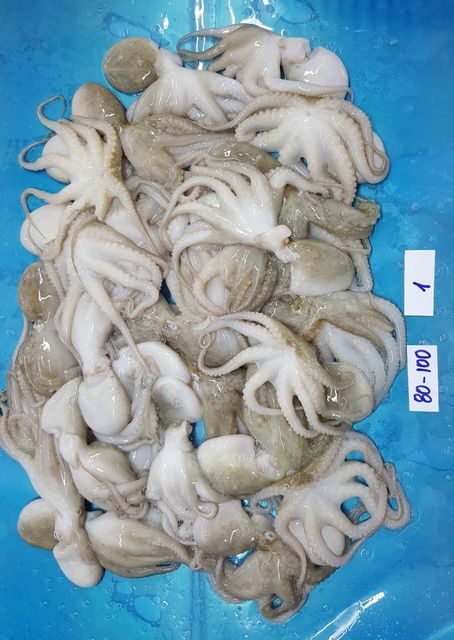 Frozen Baby Octopus Whole Cleaned (Single Skin/ iidako) Origin Vietnam Place of Origin Vietnam Weight (kg) 100% net weight - Image 1