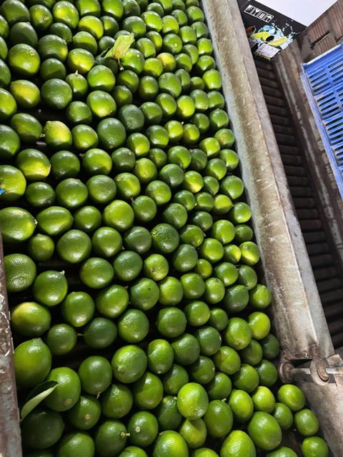 Fresh Seedless lime Storage Humidity 85 – 90% Storage Temperature 5 – 8°c Fruits Per Box 35 – 40 Fruits Depending On - Image 3