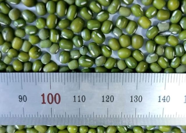 Green Mung Bean Size 3.5 Style Fresh Weight (kg) 25 Type Green Beans Brand Name Custom Address Bangladesh Shelf Life 2 - Image 4