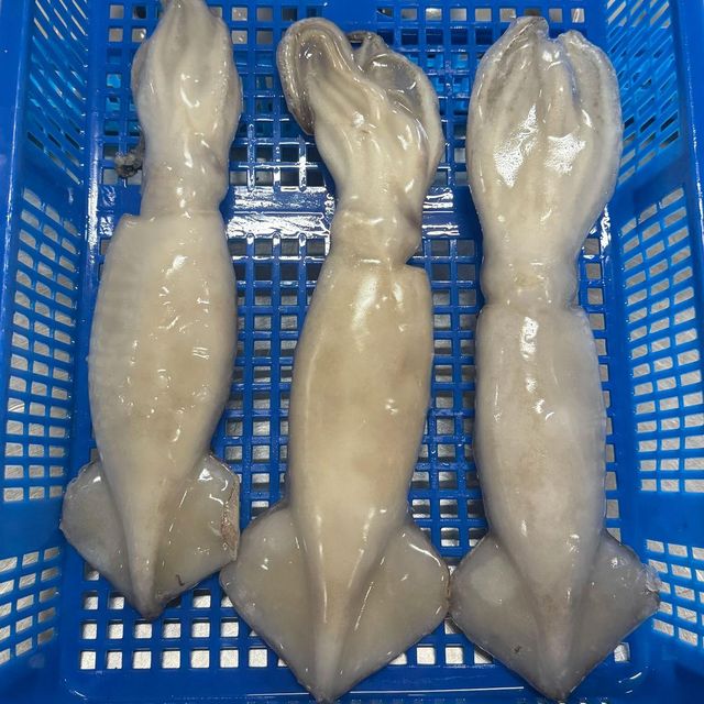 Frozen Fresh Illex Squid Selected Ocean Catch With Premium Handling Standards For Frozen Seafood Distribution Buyers - Image 3