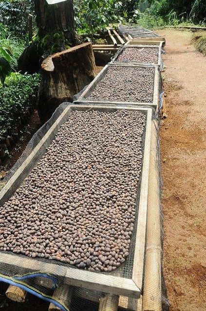 Coffee & Coffee Bean Price Per Kilogram Usd 5 Supply Chain Reliability Dependable Quality Assurance Backed By Quality Assurance - Image 4