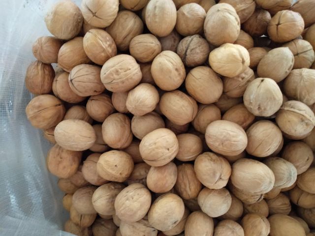 Premium Quality Fresh Walnuts in Shell for Global Wholesale Buyers - Image 1