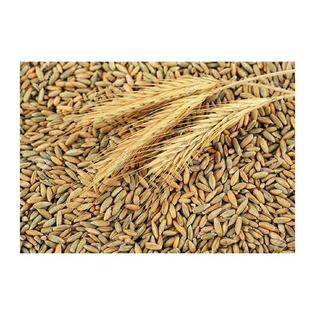 Bulk rye grain wholesale in large stock at cheap factory price - Image 5