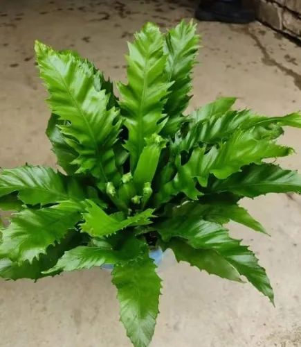 Ornamental Plant Bonsai Sword Fern Size Middle Origin Xiamen Scent Odorous Specification 12cm Type Potted Flowers Model NO. Sword Fern - Image 5