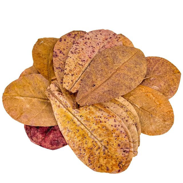 Catappa leaves - Image 1