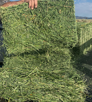 Cheapest Alfalfa Hay Animal Feeding Stuff Alfalfa, hay/alfalfa hay pellets Timothy Hay Wholesale Manufacturer Alfalfa Hay - Image 3