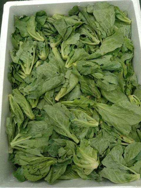Fresh Vegetable Baby Cabbage - Image 6