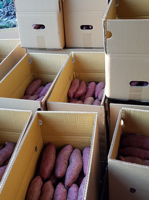 Japanese Sweet Potato from Vietnam is the Best Quality - Best Price for export to Asia, EU, and many other markets. - Image 4